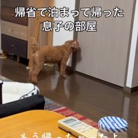 「帰っちゃったよ」と伝えても…
