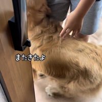 家に来た子を嬉しそうに出迎えるゴールデン