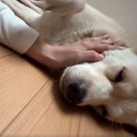 気持ちよさそうに目を閉じる犬