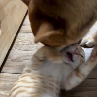 猫パンチするわさび君
