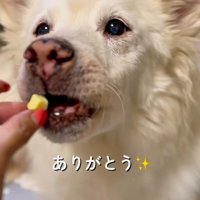 投稿者におやつを貰う犬