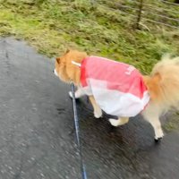 不運にも雨の日が…