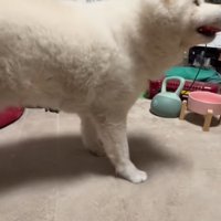 褒められて自慢げな秋田犬