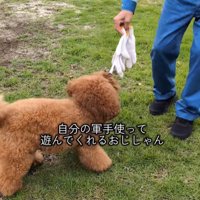 公園で男性と遊ぶ小型犬