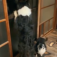 窓の外を見つめてしっぽを振る犬