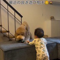 ソファの上に乗っているボールを咥える犬