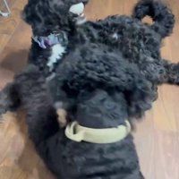 明るく元気なわんこに成長
