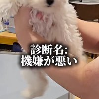 注射後のぱうちゃん6