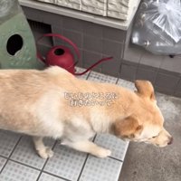 外を歩く犬