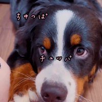 親指をしゃぶるマロンちゃん