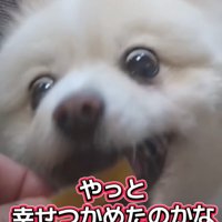 おやつに食いつく犬