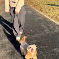 お散歩中のチャックくん4