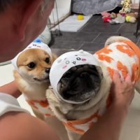 わんこたちに注意喚起