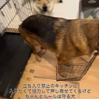 キッチンに入りたいダズくん＆ベネッタちゃん6