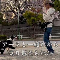 飼い主に向かって走っていく犬