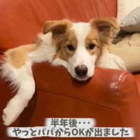 やっとパパからOKが出ました