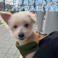 トリミングで変身！！