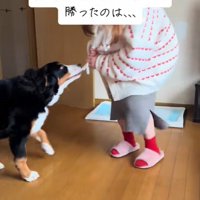 マフラーの引っ張り合い開始
