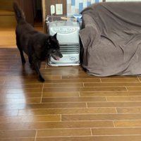 なかなか落ち着かない…