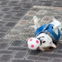 やっぱり転がり始めました♪