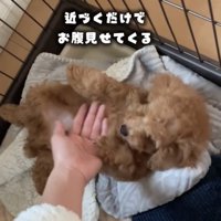 仰向けになる子犬