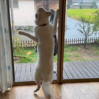 お姉ちゃんを引き止めたいまる君7