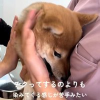 なだめられるつくねちゃん