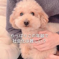 すいーぶ君の変化4