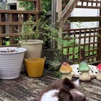 第3の犬生の始まりです