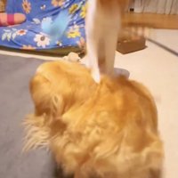 目にも留まらぬ速さで、デイジーさんに着地！