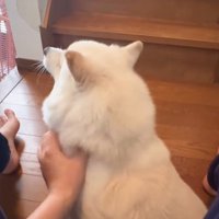 甘えん坊なベラちゃん4