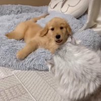 ゴールデンレトリバーの子犬をお迎え