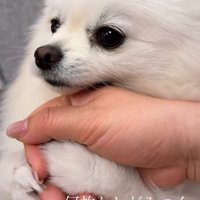 「ごめんなさい、許して」