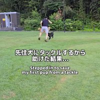 黒い犬と追いかけっこをする男性