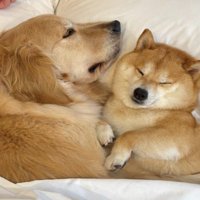 ゴル