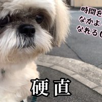 犬見知りなところも愛おしい！