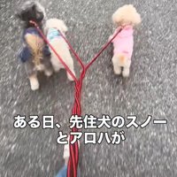 自然と生まれたフォーメーション