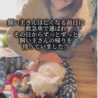 ぬいぐるみと一緒に過ごす犬