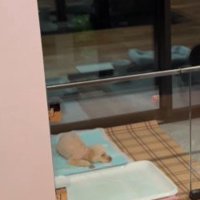 トイレシートで寝るはるちゃん