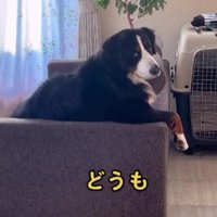 ペコリとお辞儀