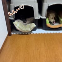 ハウスの中で「んんー」とうなる黒ラブ