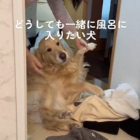 地面に寝転がって動かない犬