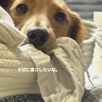ペットベッドのふちに顎を乗せて寝転がるカニヘンダックスフンド