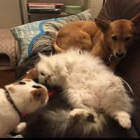 猫たちとも仲良しに