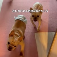 家族犬に続いて、飼い主の居る方へ歩き出すフレンチブルドッグ