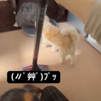 同居犬・チャイくんもきました！