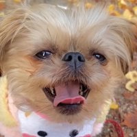 笑顔で応えるわっふちゃん