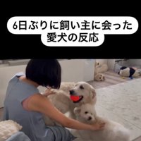 むう君＆める君と飼い主さんの再会7