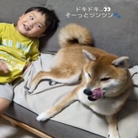 ソファの上で犬を見る男の子