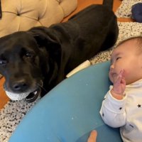 おもちゃを持つ犬と子ども